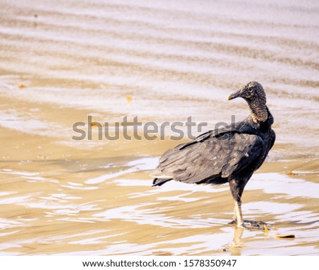 Cranky vulture at the beach