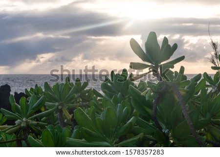 Close up of native beach Naupaka plants growing on volcanic rock with the ocean and the sunrise in the background. Shot in Waianapanapa State Park, Maui Hawaii. 