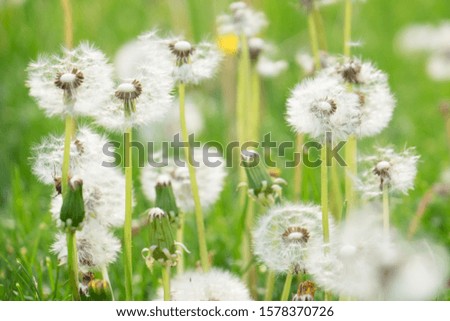 Dandelion seeds ready to blow