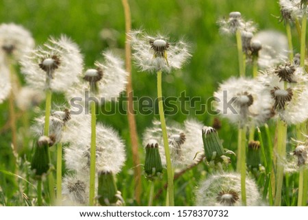 Dandelion seeds ready to blow