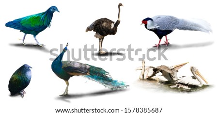 Various birds pictures are isolated on a white background  have shadows,Object have clipping path.
