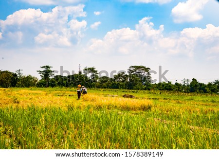 Selective and soft focus images the farmers doing paddy harvesting, the yellowish green of paddy leaves, horizon line and beautiful sky as background .