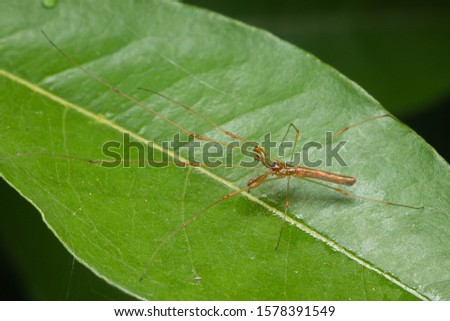 long-jawed orb weaver spider on green leaf/Tetragnatha montana