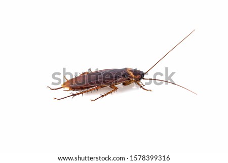 closeup cockroach isolated on a white background