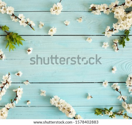 Spring background .cherry blossom flowers  on blue wooden backdrop top view . copy space.
