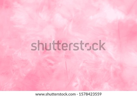 Beautiful abstract colorful white and pink feathers on white background and soft white purple feather texture on white pattern