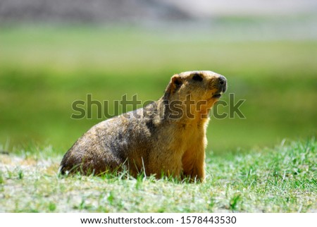 Himalayan Marmot in the valley of Ladakh, India
