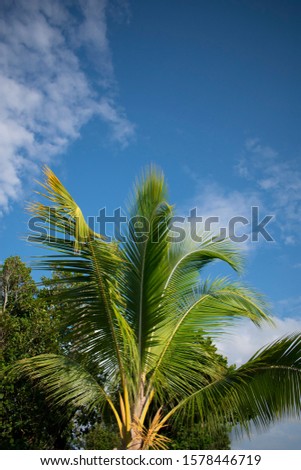 a palm tree in Cuba 