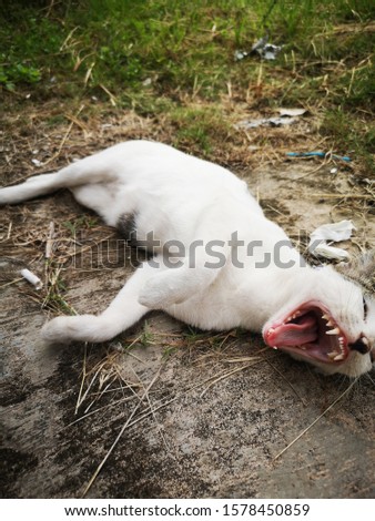 big yawning cat by the roadside.