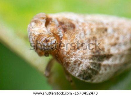 Macro Photography of Planthopper on Green Leaf , Selective Focus