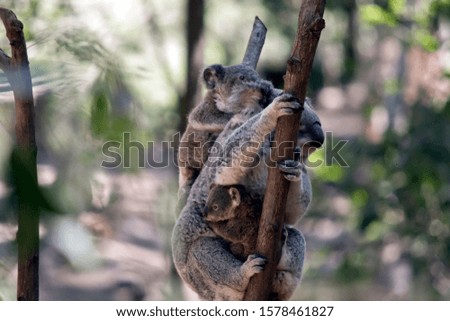 the mother koala is carrying her joey on her back and one for the front