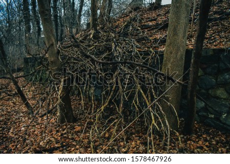 A Shot of a Fallen Tree's Branches