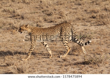 Hunting Cheetah growling Near View