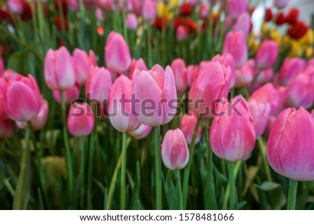 Tulip dynasty in the garden Royalty-Free Stock Photo #1578481066