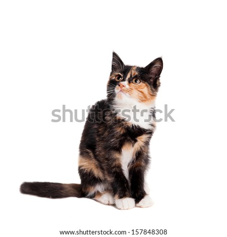 Small kitten on the white background