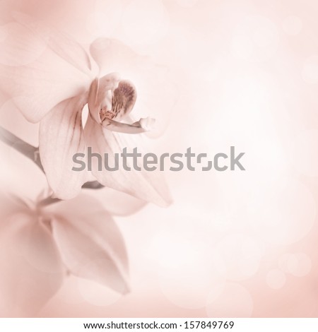 Pink delicate soft background with orchid flowers picture. Floral greeting card, springtime concept. Copy space.