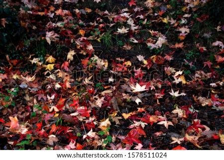 Autumn colors in an urban park