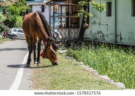 Brown coloured horse grazing green grass with a village landscape in the backdrop, seen during spring trek in indian himalayas. Chopta, uttarakhand, India.