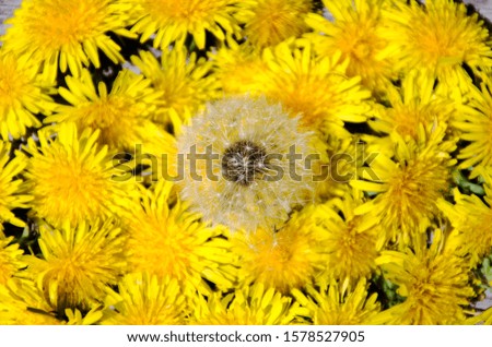 Many yellow dandelions close up