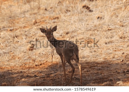 Baby Deer about to Run