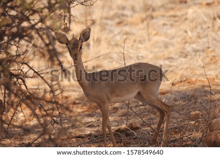 Baby Deer Posing Near View