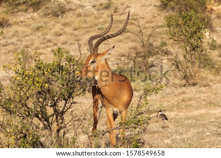 Gazelle Eating Leaves from Shrub