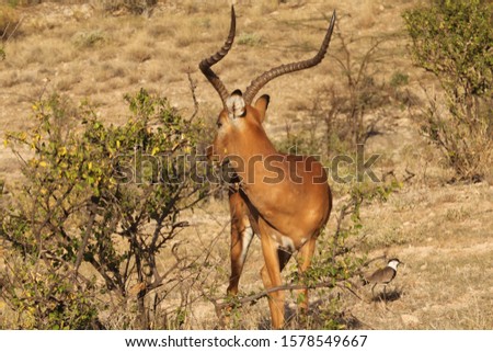 Standing Gazelle and a Bird on Grass