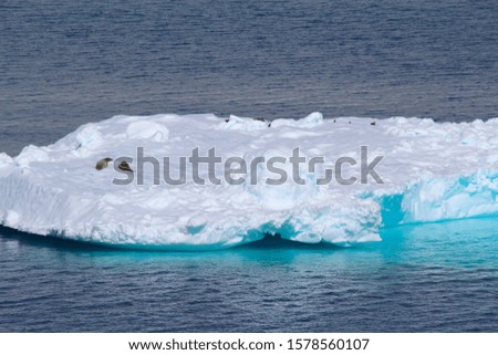 An iceberg floating in the cold waters of the Antarctic Peninsula, Antarctica