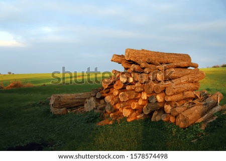 Freshly cutted chopped firewood. Logs stacked and prepared for heating winter season