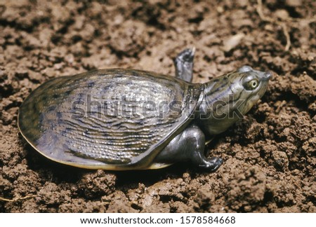 Lissemys Punctata. Indian Flapshell turtle. This turtle has a leathery carapace. It is found in ponds, rivers and lakes and aestivates in moist soil during the dry season. Royalty-Free Stock Photo #1578584668