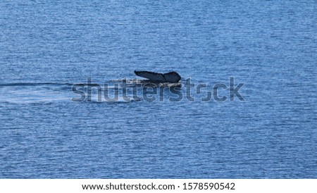 Whales in the cold waters of the Antarctic Peninsula, Antarctica