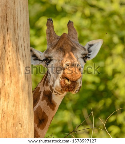 giraffe portrait looking from behind stem and chewing