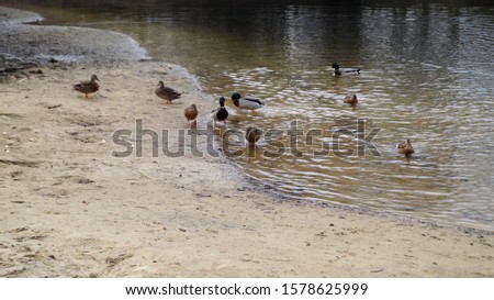 ducks near the shore of a forest lake
