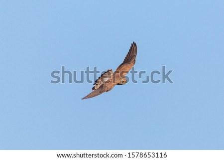 natural common kestrel (falco tinnunculus) in flight in blue sky