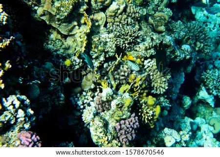 The underwater world of the Red Sea. Corals and colorful fish.