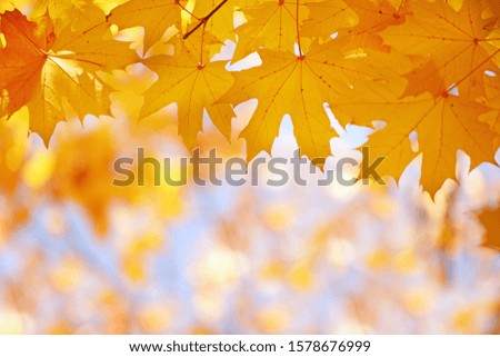 The frame of the branches with yellow leaves of maple against a blue sky. Natural background of autumn park.