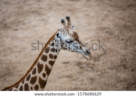 Portrait. Beautiful giraffe. close up view.