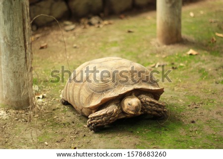 top view of a lonely turtle
