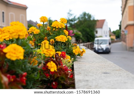 Close up picture of colourful  marigold flowers in center of Eger town