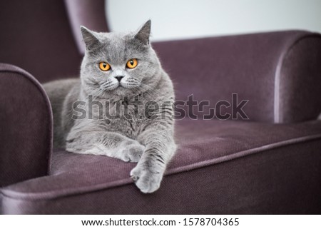 Beautiful grey cat lying on a soft chair, British Shorthair cat, adorable and funny pet Royalty-Free Stock Photo #1578704365