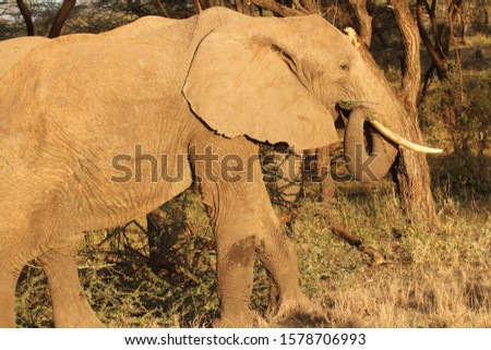 African Male Elephant in Forest