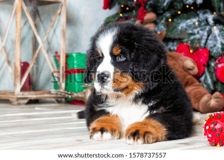 Christmas puppy on New Year's background, Bernese Mountain Dog