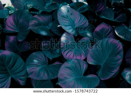 ropical leaves, dark green foliage in jungle, nature background