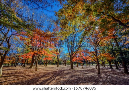 Autumn colors of Japanese maples and ginkgo trees in Tokyo's Yoyogi Park