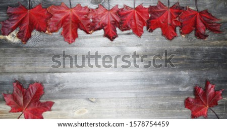 autumn forest maple red yellow leaves  on wooden background