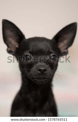 adorable cute black puppy dog