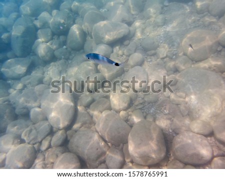 Underwater photo. Fish in Adriatic Sea, near Budva, Montenegro. Outdoor activities, scuba diving. Tourism and Travel. Wallpaper, texture.