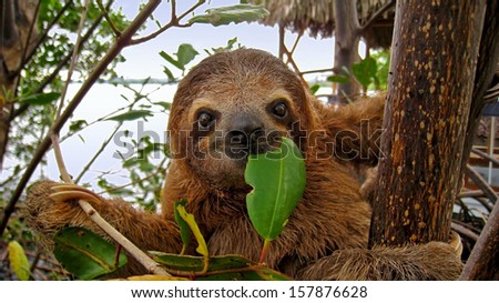 Baby Brown throated Three toed sloth in the mangrove, Caribbean,  Costa Rica Royalty-Free Stock Photo #157876628