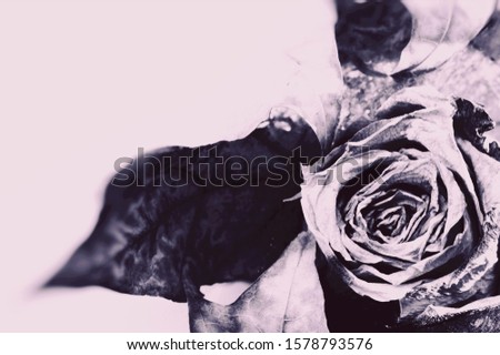 Dried rose and maple leaf elegant autumn composition in monochrome style with place fo text, selective focus. Decorative concepts. Royalty-Free Stock Photo #1578793576