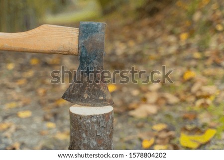 Ax stuck in the stump. Wooden stump in the forest. Felled tree. Woodcutter's ax on the stump.